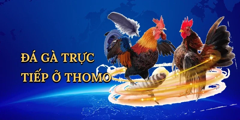Đá gà trực tiếp ở Thomo