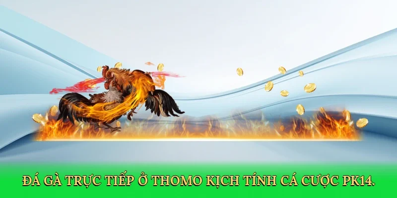 Đá gà trực tiếp ở Thomo kịch tính cá cược PK14.