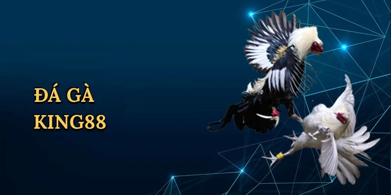 Đá gà King88